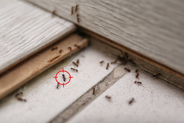 Best Affordable Pest Control Services  in Whitehouse, TX