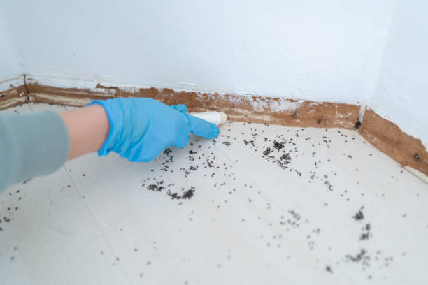 Professional Pest Control in Whitehouse, TX
